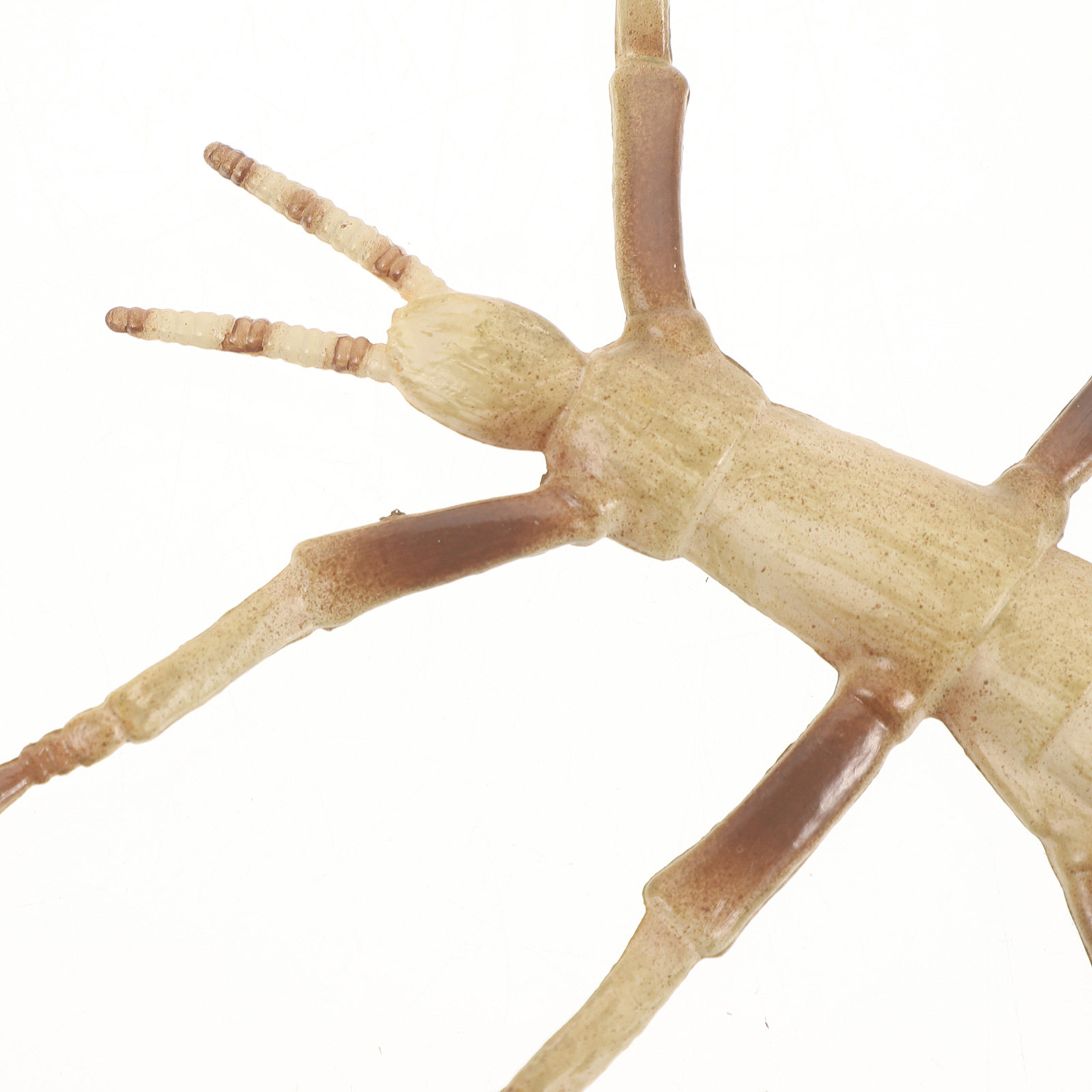 Sturdy Plastic Stick Insect fo - Kids Education Activities review and price